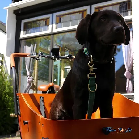 Casa de hóspedes Fleur De Lis